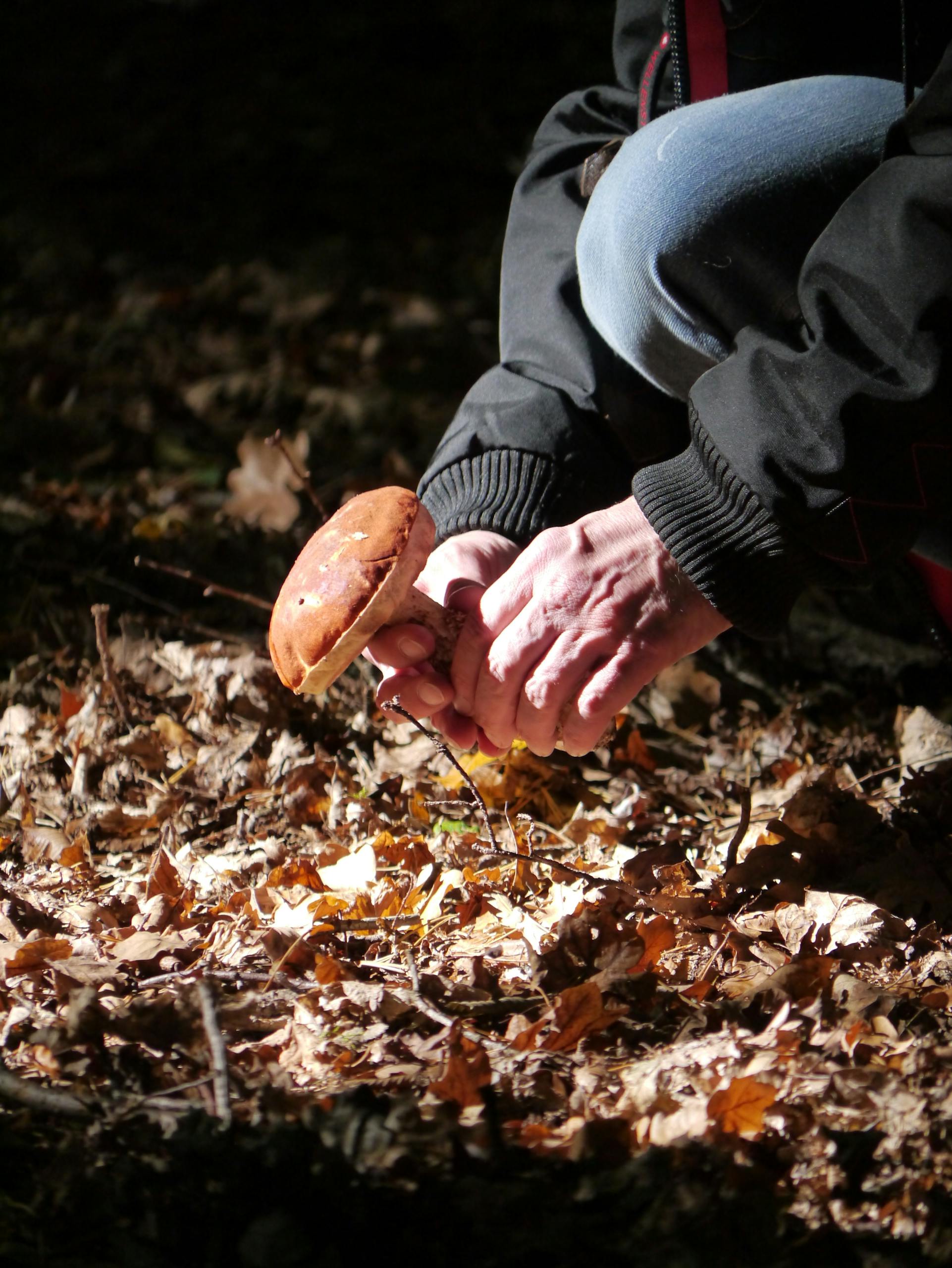Close-up of a person picking a wild mushroom among fallen leaves in a forest.
